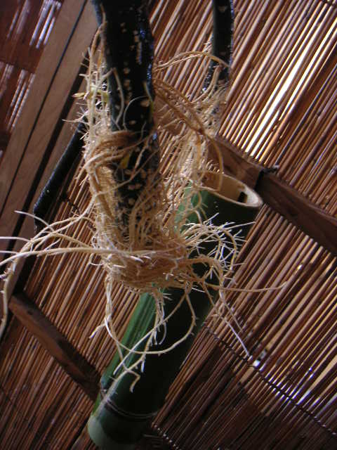 柳の生命力_a0056406_10362578.jpg