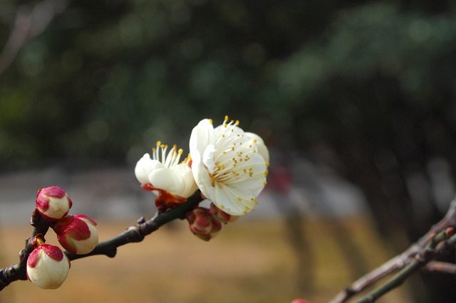 舞鶴公園～梅園～（２０１１．０２．０９）_f0083712_22324085.jpg