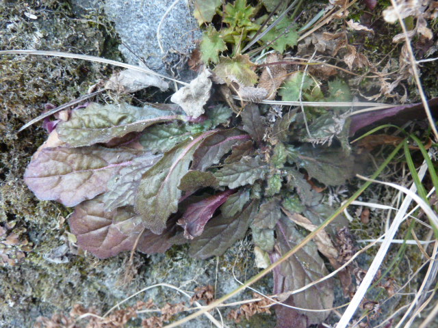 キランソウ 地獄の釜の蓋 も万能薬 花こころ