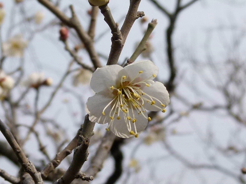 やっと梅の花が開きました_f0033614_172725.jpg