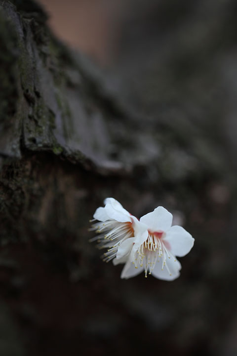 梅　～　薬用植物園_f0167219_134876.jpg