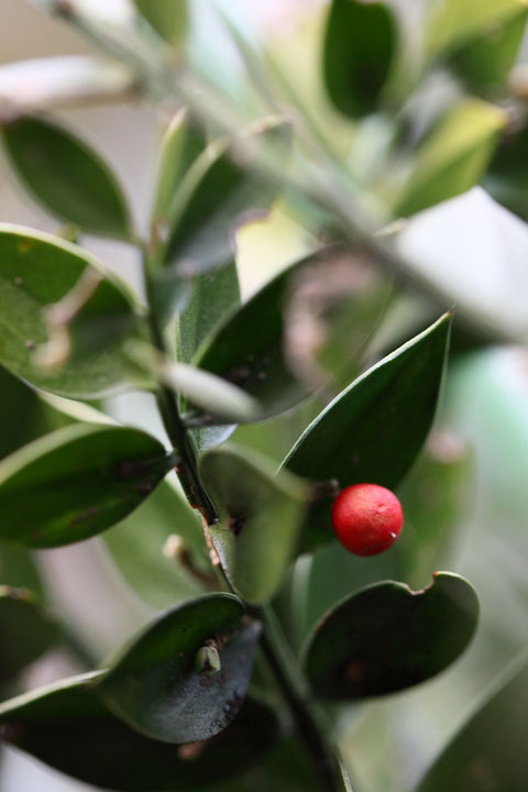 梅　～　薬用植物園_f0167219_14735.jpg