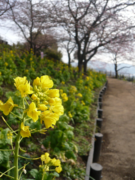 河津桜の咲き始めと　ビスコッティ_c0086221_1748485.jpg