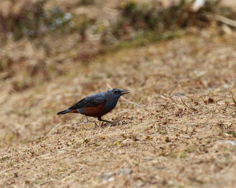 河津桜とイソヒヨドリ_f0212722_20301666.jpg