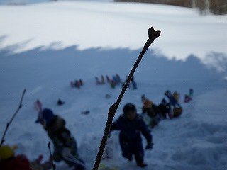 尻すべり(2回目！)　下川町幼児センター森のあそび_b0196837_13465666.jpg