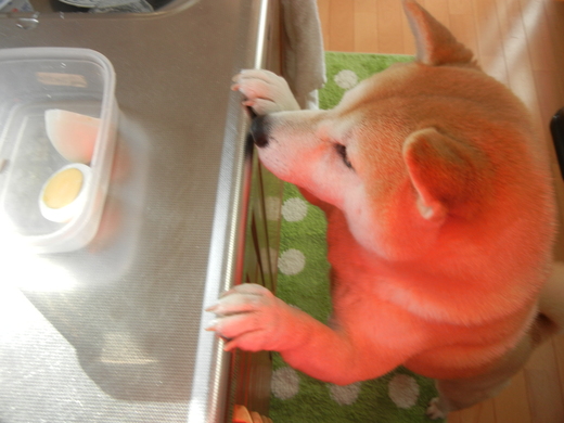 2011年2月10日(木)可愛いベィビ~♪ハイハイ♪_f0060461_1613408.jpg
