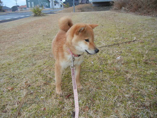 2011年2月10日(木)可愛いベィビ~♪ハイハイ♪_f0060461_16534225.jpg