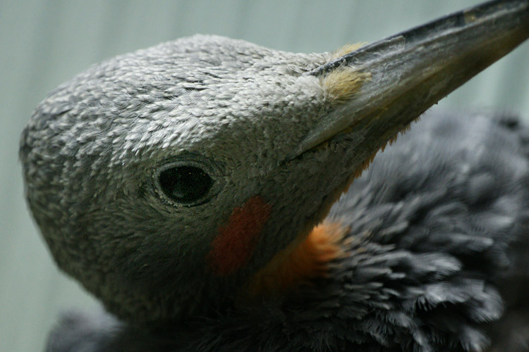 上野の鳥さん達_b0190068_17475715.jpg