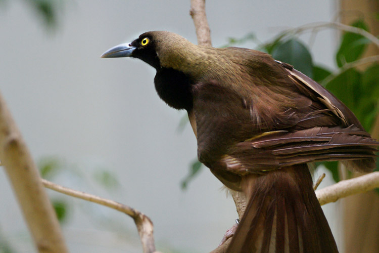 上野の鳥さん達_b0190068_17482130.jpg