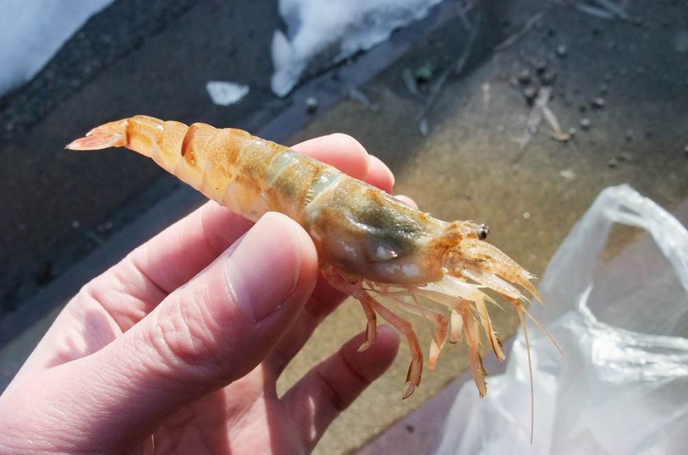 ガスエビ Atsushisaito Blog ガスエビ Atsushisaito Blog