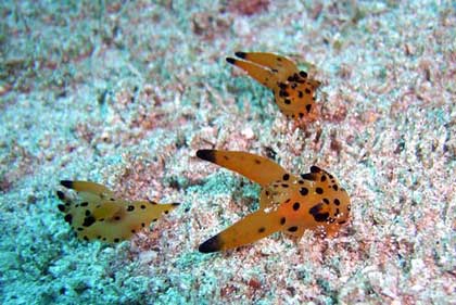 カンナツノザヤウミウシ 2011.2.10(木)_b0137083_1957897.jpg