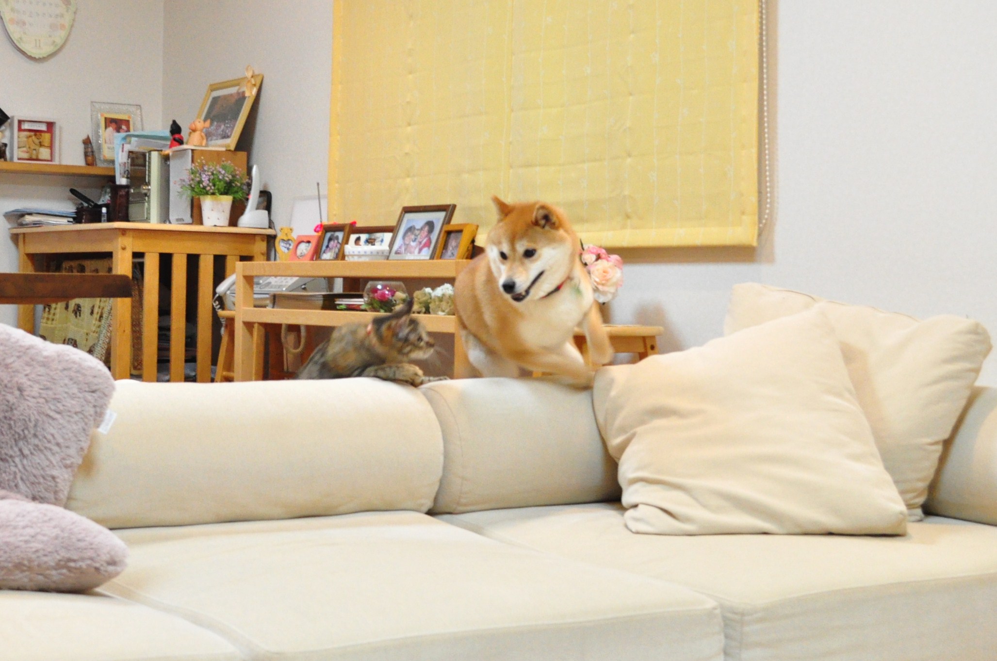 余裕のかぼちゃん!_a0126590_1441285.jpg