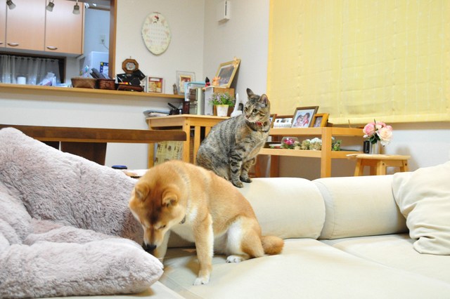 余裕のかぼちゃん!_a0126590_1482184.jpg