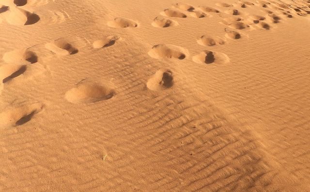 ラクダの足あと 写真でイスラーム ラクダの足あと 写真でイスラーム
