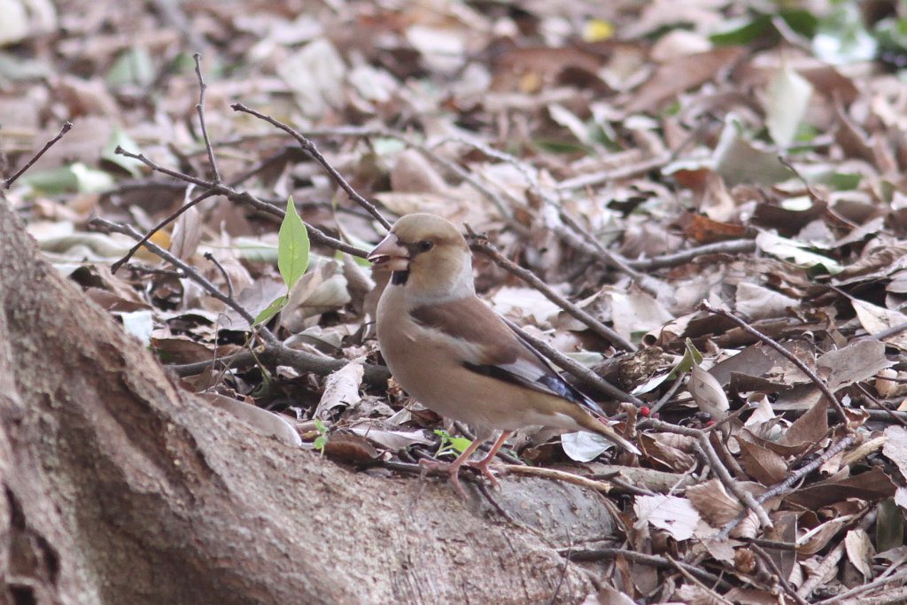 明石公園　2011.02.06　その他にも_b0174191_1042736.jpg