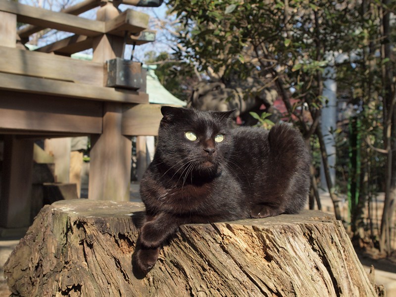 児玉神社の黒猫その２ 10 02 05 鵠沼通信