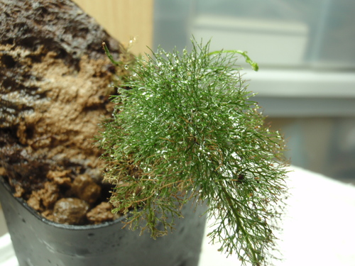 ☆Trichomonas meifolium 繊細なコケシノブ - medicalcitykidsortho.com