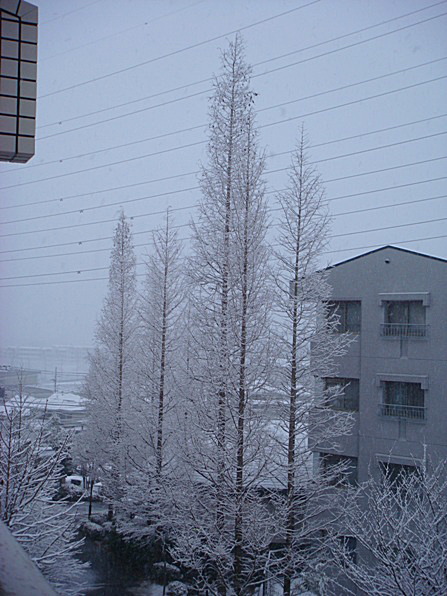 ２月11日　雪が降りました_b0068423_20304596.jpg