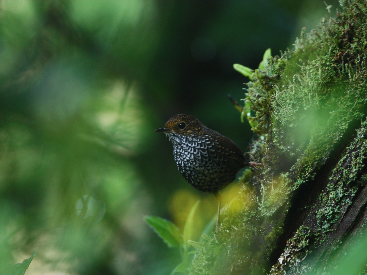 阿里山の野鳥1　～高砂の鳥～_d0160827_1059535.jpg