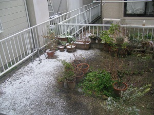 今日は雪～雨に変わりましたが_b0190530_1830973.jpg