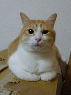 猫のお友だち ランボくんルッチくんサンジくん編。_a0143140_2214331.jpg