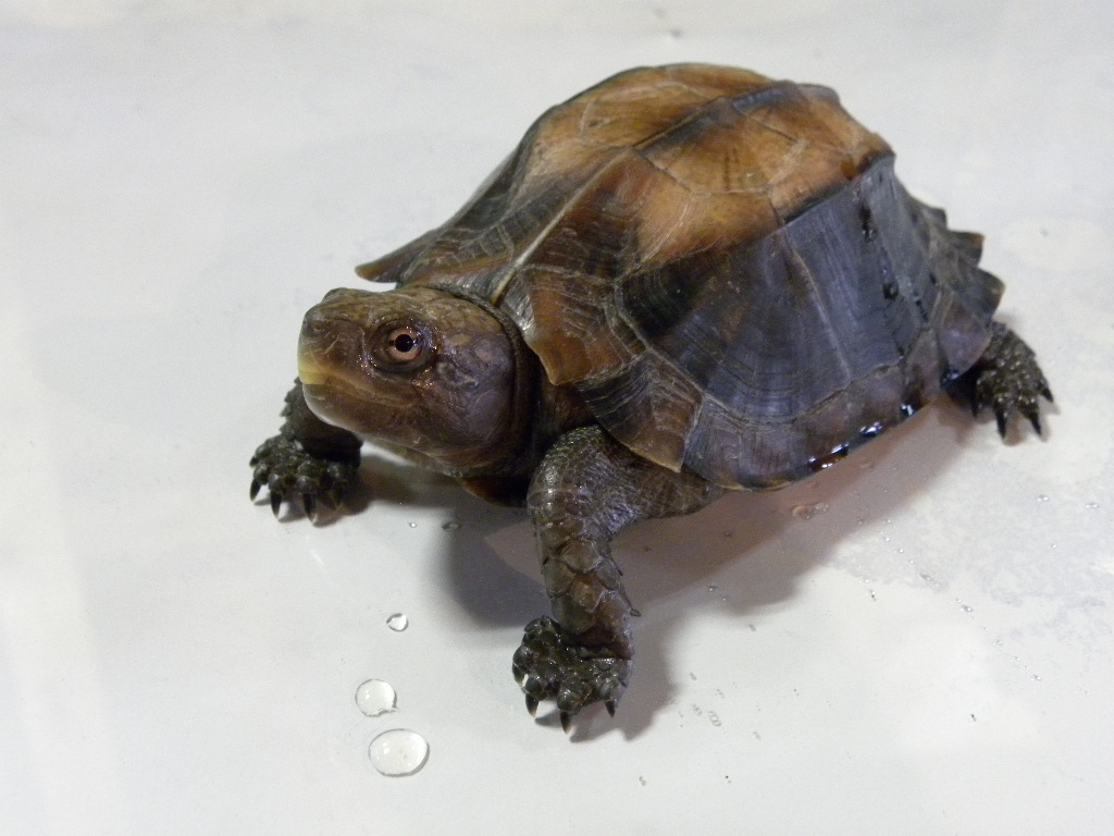 ヒラセガメ ワイルド 個体 49800 値段交渉ok Hippocampus ヒラセガメ ワイルド 個体 49800 値段交渉ok Hippocampus