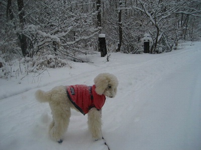 雪♪雪♪～雪♪_d0033151_19555961.jpg