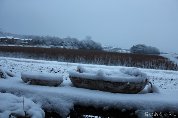 雪と植物たち♪_f0213651_7571589.jpg