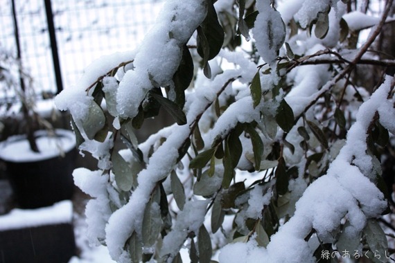 雪と植物たち♪_f0213651_757590.jpg