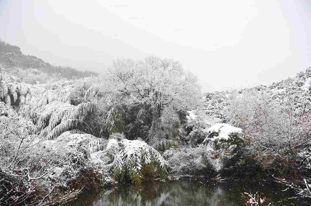 初の雪景色_a0137455_15595646.jpg