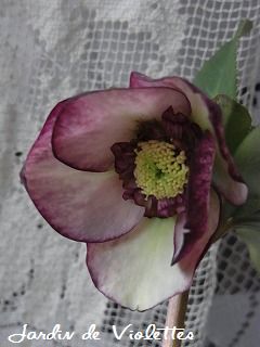 e0118257_1604921.jpg