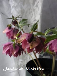 e0118257_1612847.jpg
