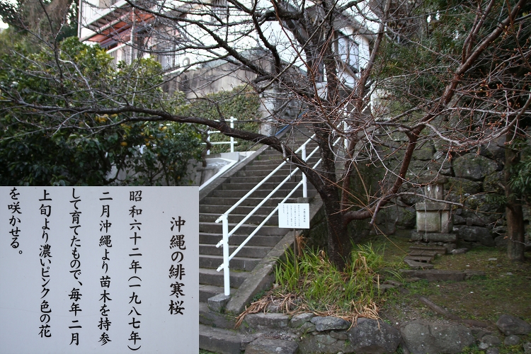 西山神社の緋寒桜と松森天満宮のクスノキ群_b0123359_2145452.jpg