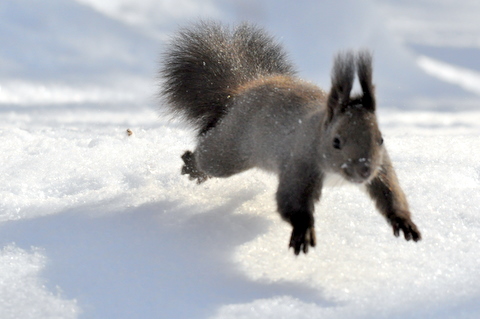 雪原に躍動、エゾリス。_b0165760_1575796.jpg