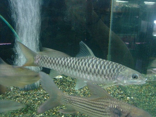 ヒマラヤの神 プティトラ様 リミックス名東店熱帯魚 ヒマラヤの神 プティトラ様 リミックス名東店熱帯魚