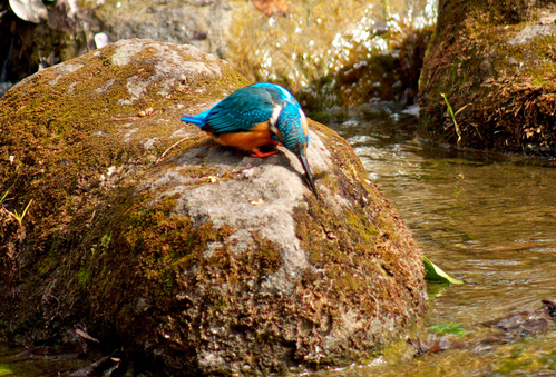 都立　浮間公園（2月１０日）　　　　　　　　　　　　　_f0168676_14271557.jpg