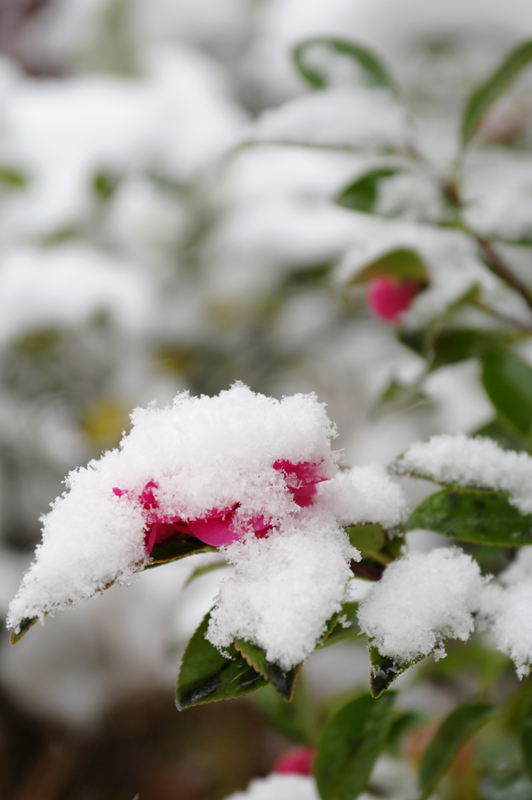 雪であります。_f0192778_1222055.jpg