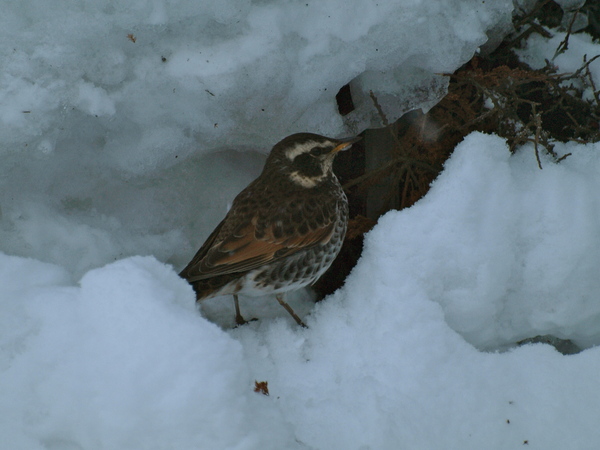 帰ってきたの？_c0171980_5455744.jpg