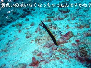 やっぱりシミラン、最高だね☆_f0144385_21113998.jpg