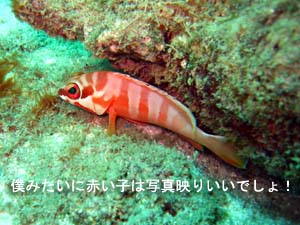 肩慣らしにラチャヤイ島から_f0144385_21473013.jpg