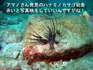 肩慣らしにラチャヤイ島から_f0144385_2147511.jpg