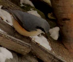 鳥たちのバレンタインデー_e0120896_642643.jpg