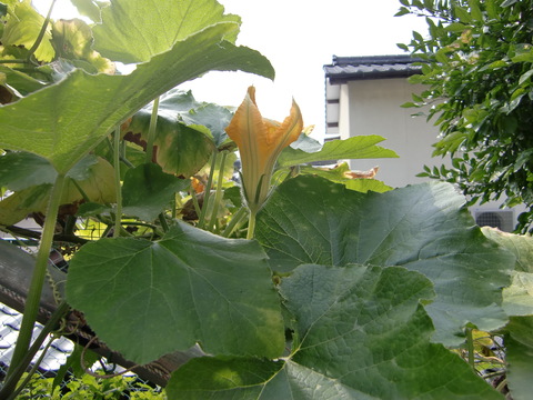 c0163399_13381613.jpg