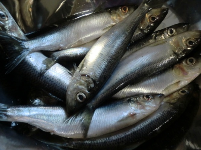 穴釣り特攻君_d0145899_047761.jpg