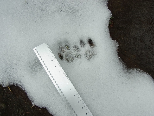 雪景色のすみれば_b0049307_10541351.jpg