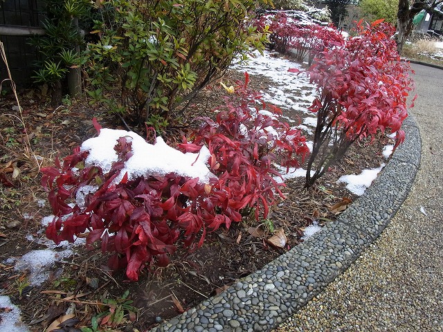雪景色のすみれば_b0049307_1055059.jpg