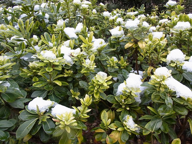 雪景色のすみれば_b0049307_10592113.jpg