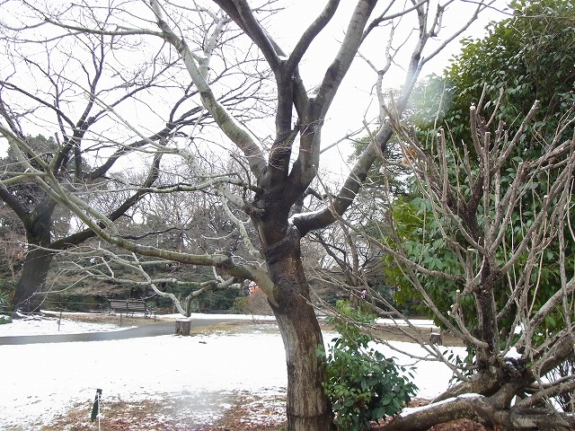 雪景色のすみれば_b0049307_1059898.jpg