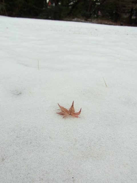雪景色のすみれば_b0049307_11114255.jpg