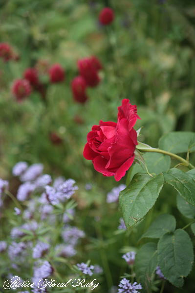 d0001008_1625138.jpg